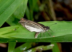 Apaustus gracilis