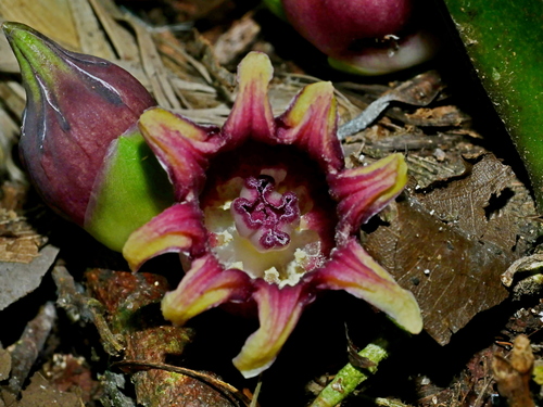 Representative image of Aspidistra