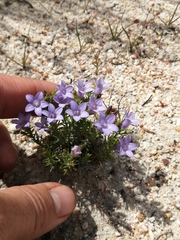 Wahlenbergia ecklonii