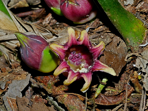 Aspidistra attenuata, photograph 1