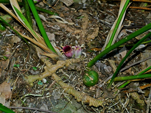 Aspidistra attenuata, photograph 5