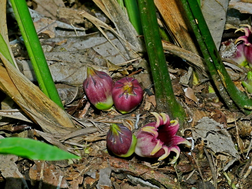 Aspidistra attenuata, photograph 4