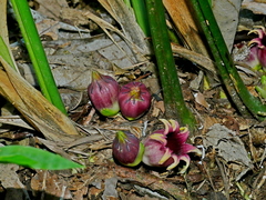 Aspidistra attenuata, photograph Jacy Chen, CC BY, iNaturalist via GBIF