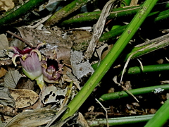 Aspidistra attenuata, photograph Jacy Chen, CC BY, iNaturalist via GBIF