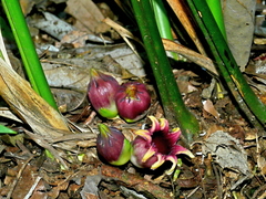 Aspidistra attenuata, photograph Jacy Chen, CC BY, iNaturalist via GBIF