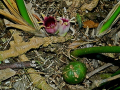 Aspidistra attenuata, photograph Jacy Chen, CC BY, iNaturalist via GBIF