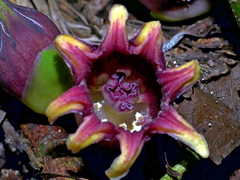 Aspidistra attenuata