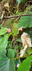 Begonia bouffordii