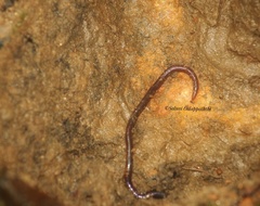 Eisenia