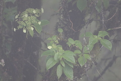 Hydrangea heteromalla