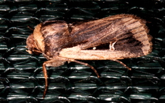 Proteuxoa tortisigna