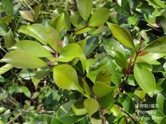 Syzygium formosanum