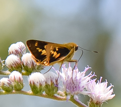 Hansa devergens hydra