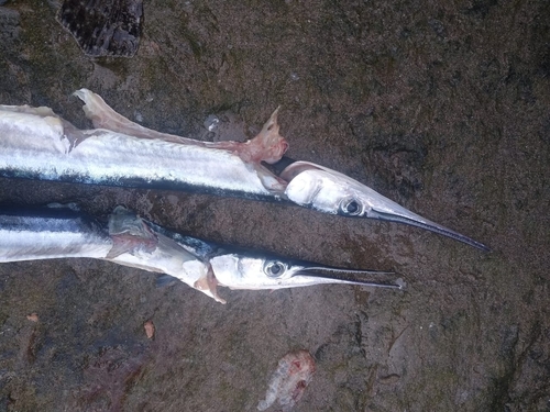 Pacific agujon needlefish (Tylosurus pacificus) — Belonidae — 2