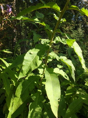 Cicerbita prenanthoides