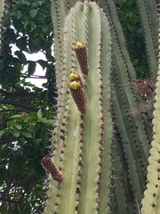 Pachycereus