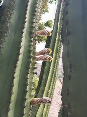 Pachycereus