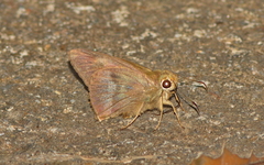 Hasora anura