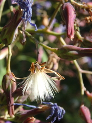 Cicerbita prenanthoides