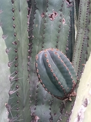 Pachycereus