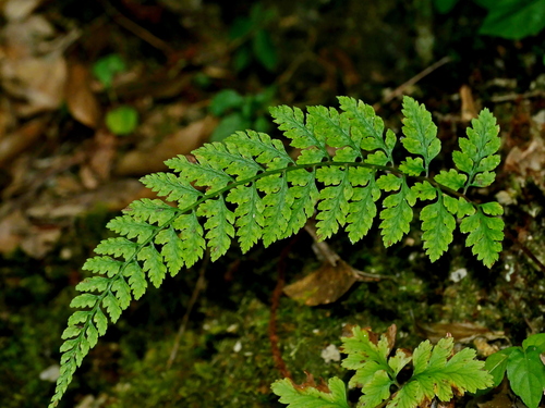 Athyrium anisopterum (Athyrium anisopterum)