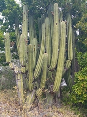Pachycereus