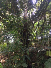 Arenga pinnata