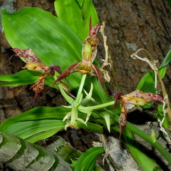 Catasetum cernuum