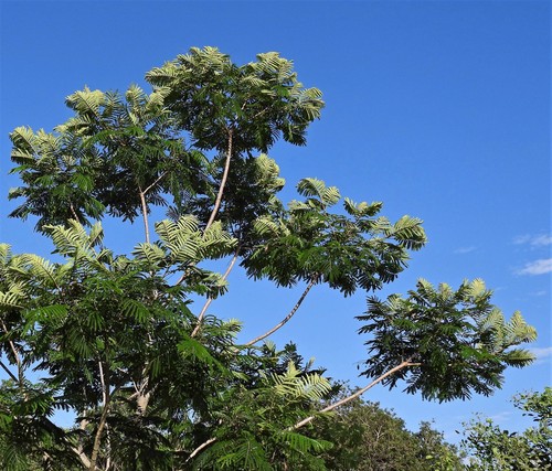 Peltophorum dubium