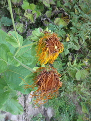 Inula magnifica