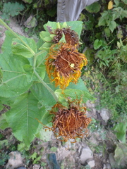 Inula magnifica