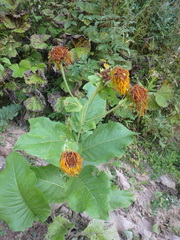 Inula magnifica