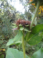 Inula magnifica