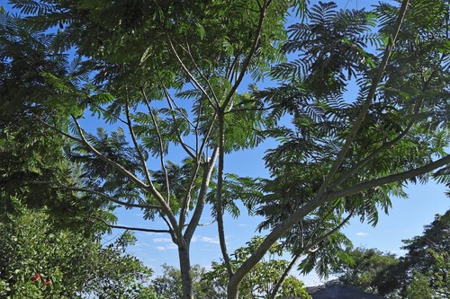 Peltophorum dubium