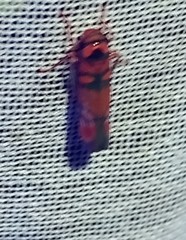 Erythrogonia jucunda