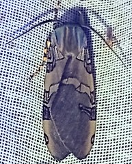 Halysidota schausi
