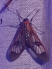 Cosmosoma cingulatum