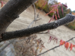 Phaeocalicium curtisii