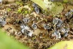 Adelges nordmannianae