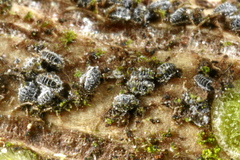 Adelges nordmannianae