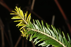 Adelges nordmannianae