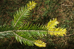 Adelges nordmannianae