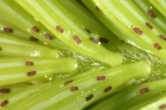 Adelges nordmannianae