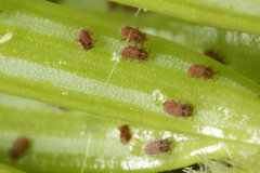 Adelges nordmannianae