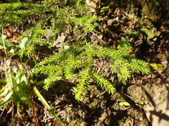 Picea orientalis