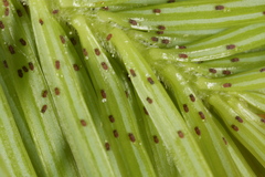 Adelges nordmannianae