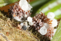 Adelges nordmannianae