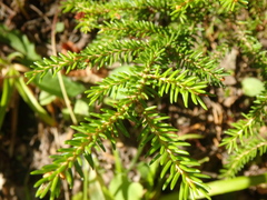 Picea orientalis