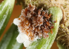 Adelges nordmannianae