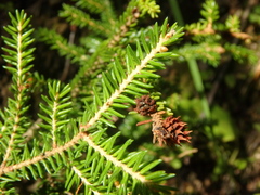 Picea orientalis